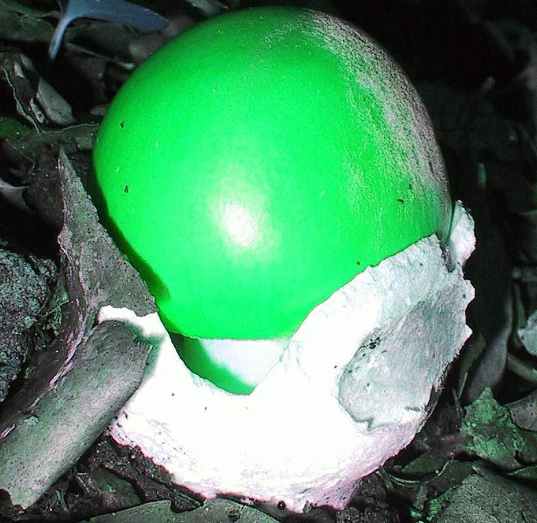 nebrodi:Boletus phalloi....deus